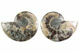 Cut & Polished Crystal-Filled Ammonite Fossil - Madagascar #364760-1